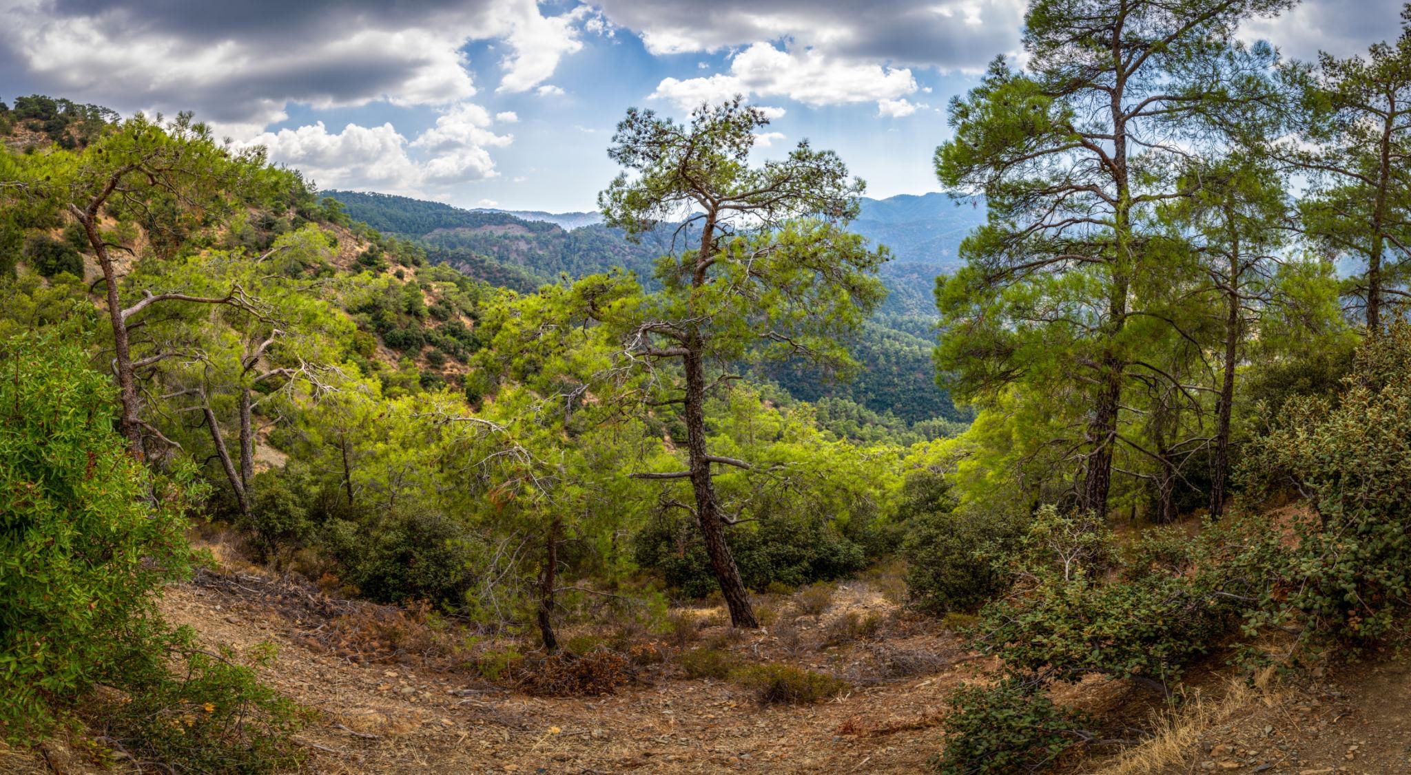 Ancient pine forest in the Troodos Mountains, Cyprus