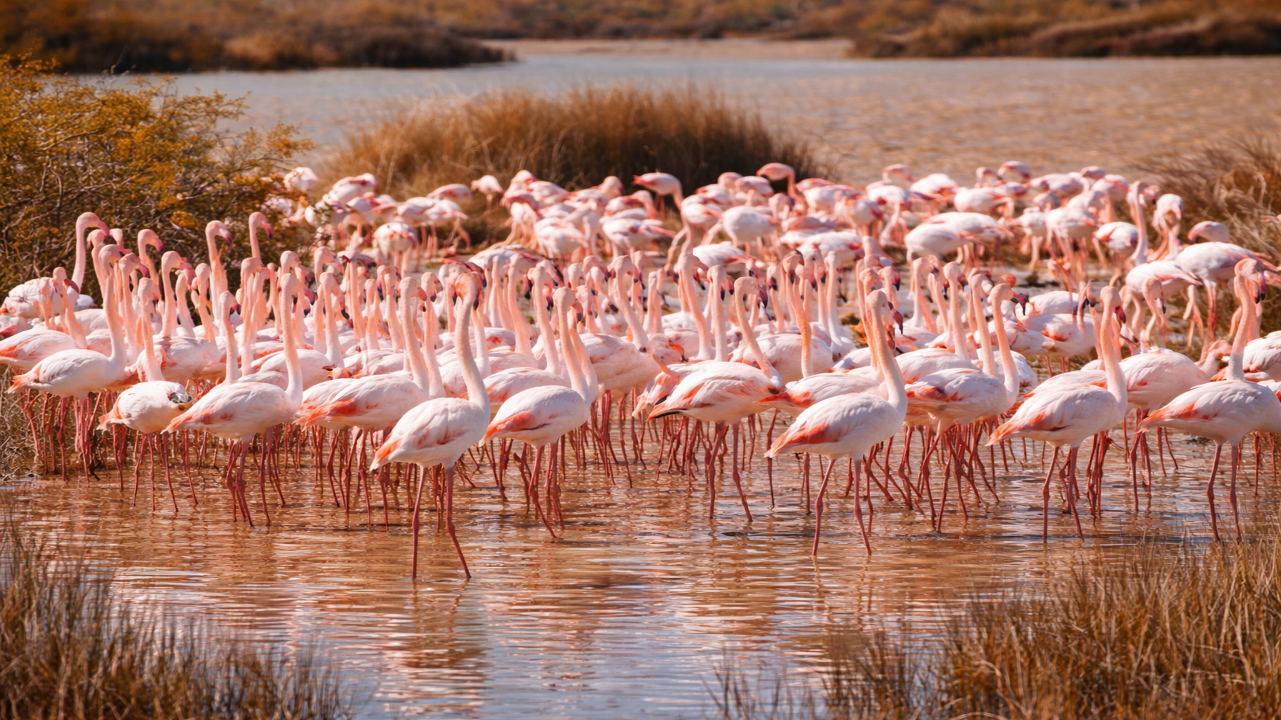 Flamingos of Cyprus: Winter Lakes, Quiet Journeys