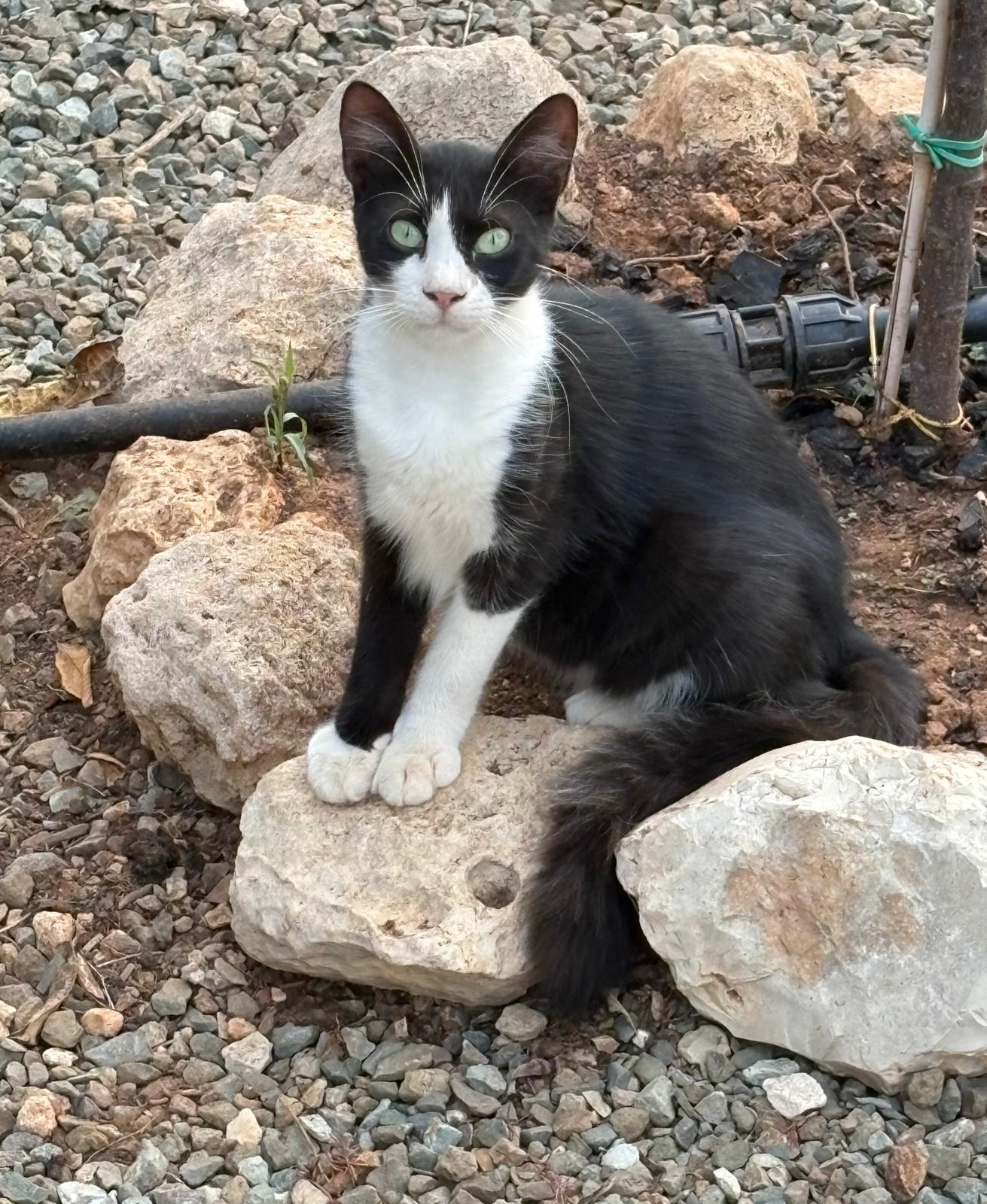 Cats of Cyprus: History, Culture, and the Quiet Charm That Shapes a Stay