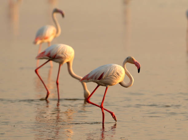 Flamingos am Salzsee von Larnaca auf Zypern im Winter.