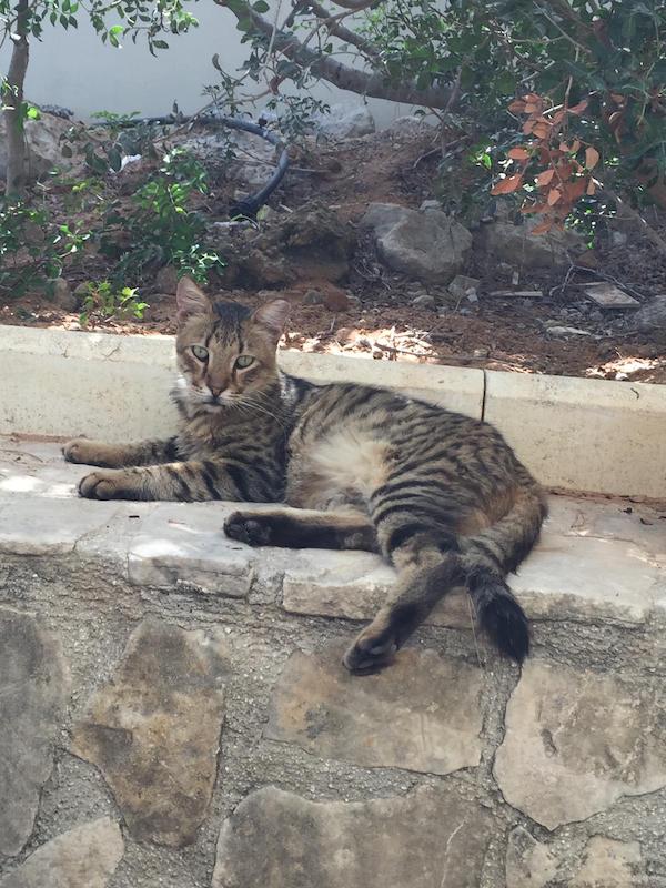 Gatto cipriota disteso su un muretto di pietra in una strada assolata di Cipro