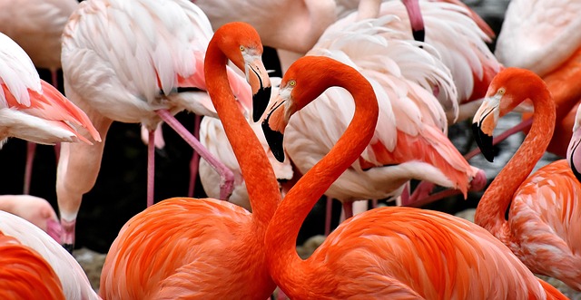 Bright pink flamingos flocking together in the shallow waters of a winter salt lake in Cyprus.
