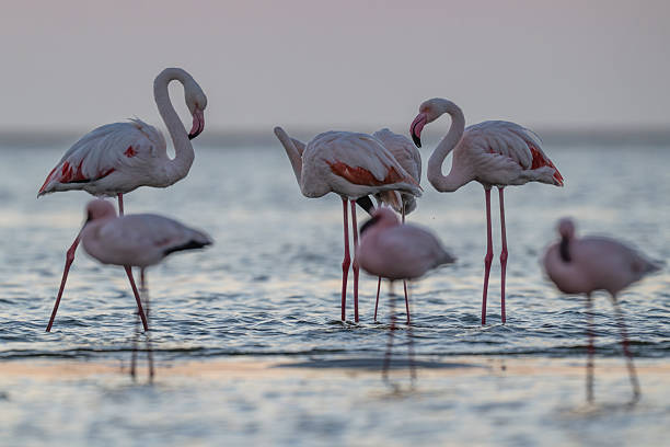 Flamingos wading in the calm, reflective waters of Larnaca Salt Lake in winter, Cyprus