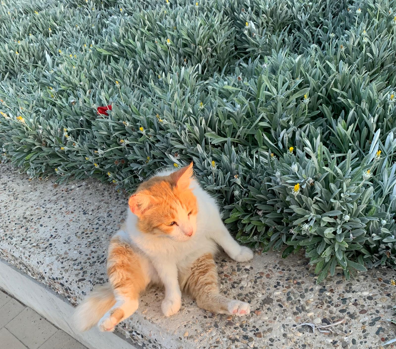 Cyprus Cat on the street , Mediterranean lifestyle