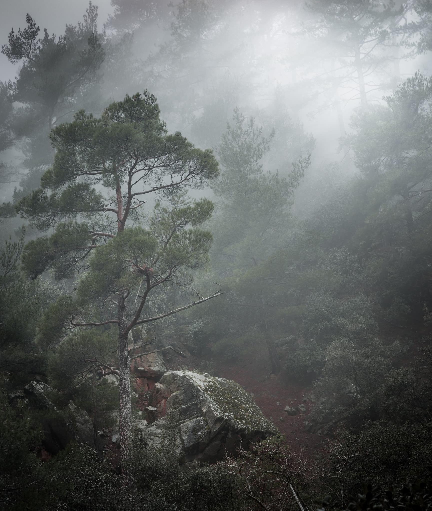 Ancient Troodos forest, Cyprus