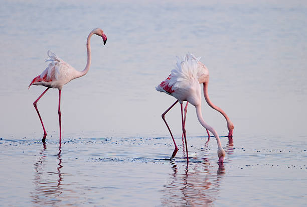 &Rho;&omicron;&zeta; &phi;&lambda;&alpha;&mu;ί&nu;&gamma;&kappa;&omicron; &pi;&omicron;&upsilon; &kappa;&alpha;&theta;&rho;&epsilon;&phi;&tau;ί&zeta;&omicron;&nu;&tau;&alpha;&iota; &sigma;&tau;&omicron; &nu;&epsilon;&rho;ό &sigma;&epsilon; &chi;&epsilon;&iota;&mu;&epsilon;&rho;&iota;&nu;ή &lambda;ί&mu;&nu;&eta; &tau;&eta;&sigmaf; &Kappa;ύ&pi;&rho;&omicron;&upsilon;.