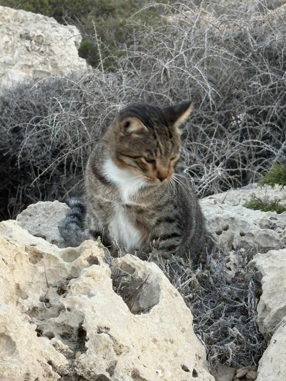 Cyprus Cat , Mediterranean lifestyle