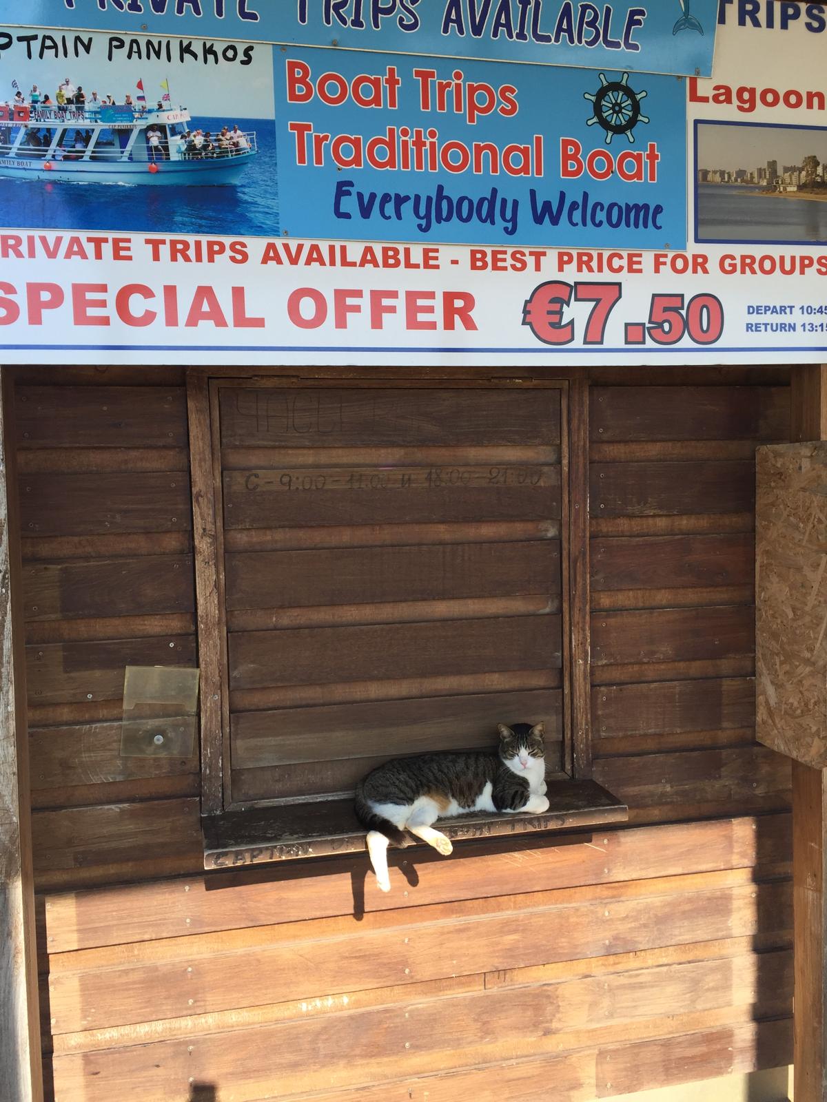 Cyprus cat resting on boat trip ticket booth counter
