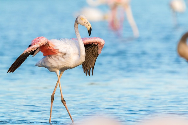 Pink Flamingo moving gracefully in shallow water, Cyprus