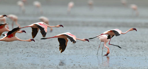 The beauty of flamingos, Cyprus, a memory that stays in the heart forever.