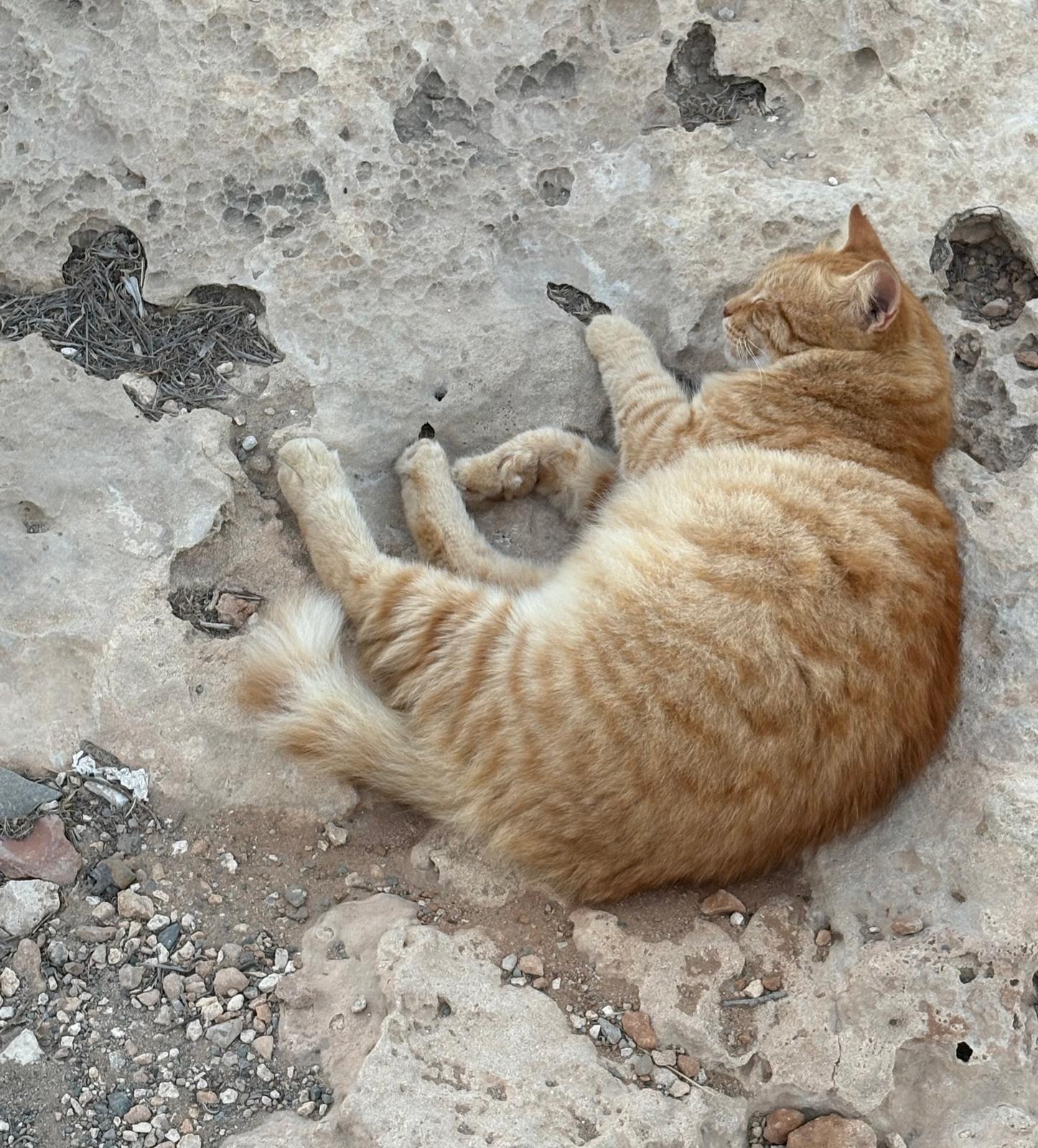 Cyprus cat, Capo Greco
