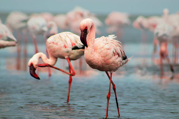 Flamingos am Salzsee von Larnaca auf Zypern im Winter.